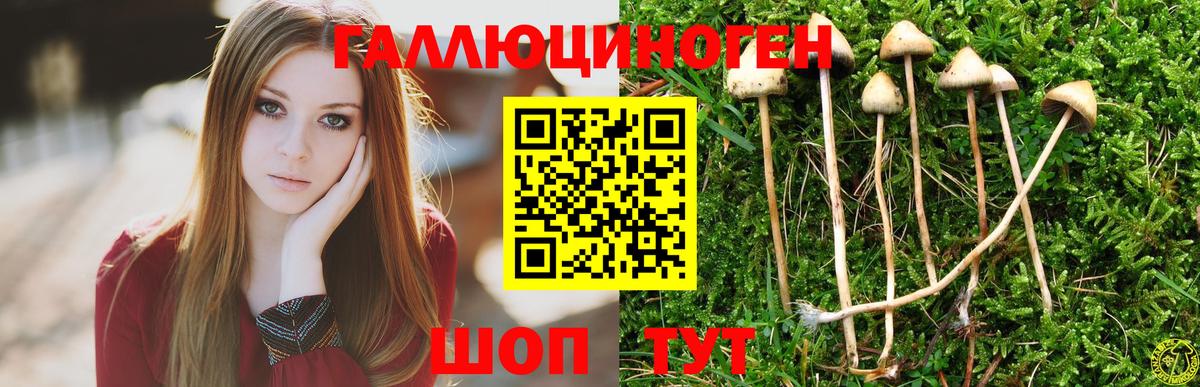купить  сайты  Галлюциногенные грибы прущие грибы  Вход с VPN  Тулун 